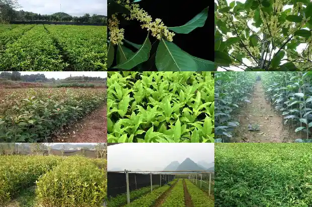 桂花树适合在西北种植吗1683681543861