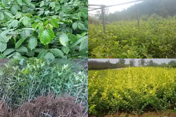 桂花树适合在西北种植吗1683681543908