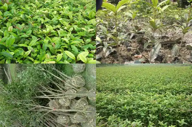 桂花适合在西北养殖吗1683681559136