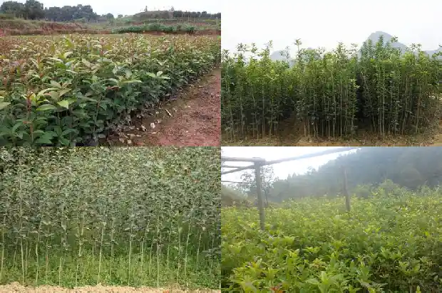 哪里有桂花树买的到1683681590950