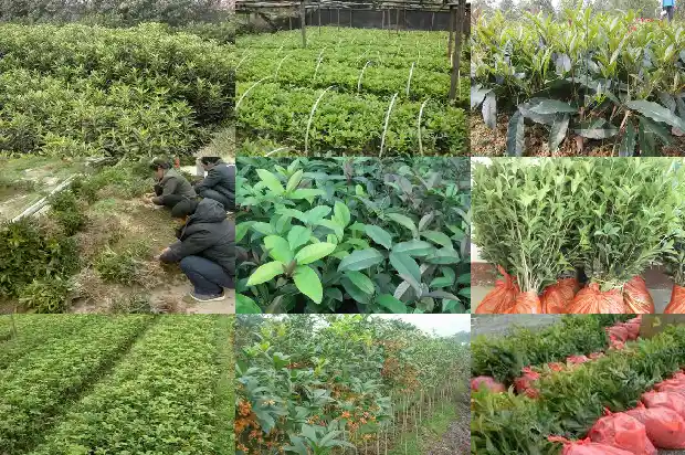 桂花啥时候嫁接最好1683681618219