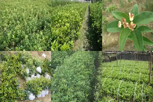 桂花啥时候嫁接最好1683681618314