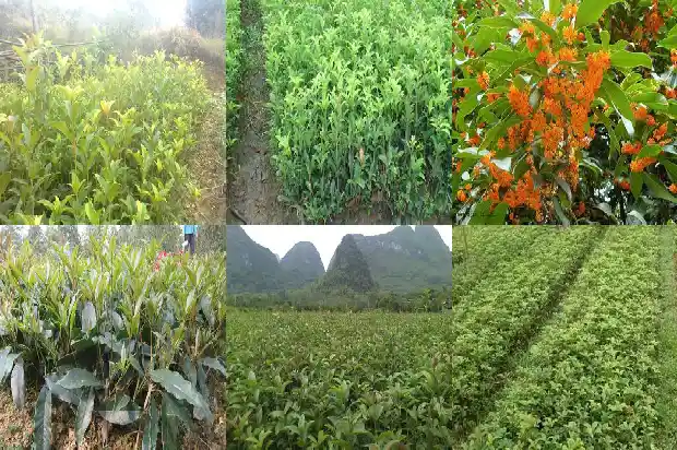 桂花啥时候嫁接最好1683681618362