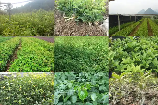 哪里的桂花树最好看1688792370069