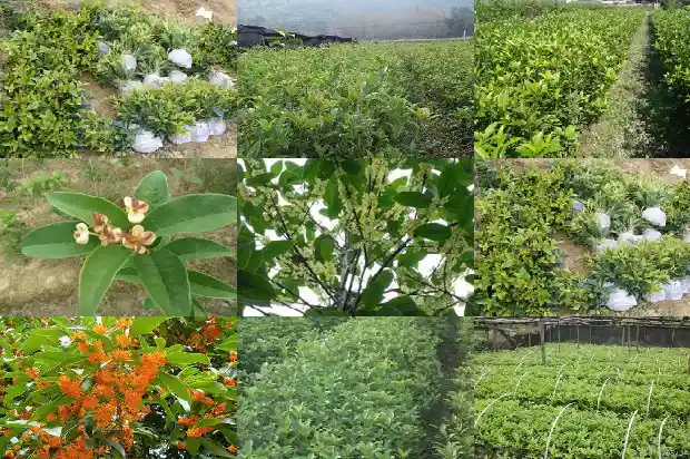 四季桂花树能插活吗1683681646908