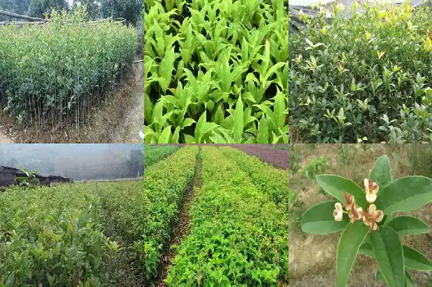 桂花什么季节插枝能成活1683681658612