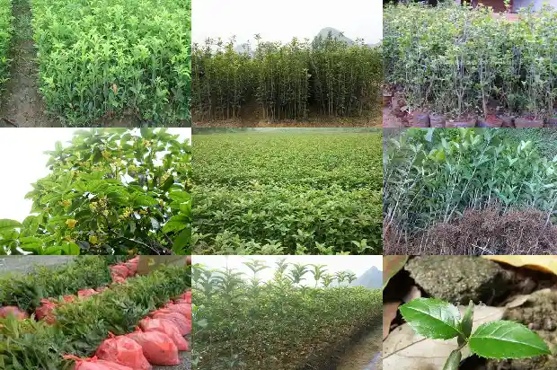 关于桂花开了的说说1683681680809