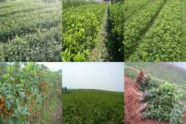 盆栽桂花树好养吗怎么养的1688792613455