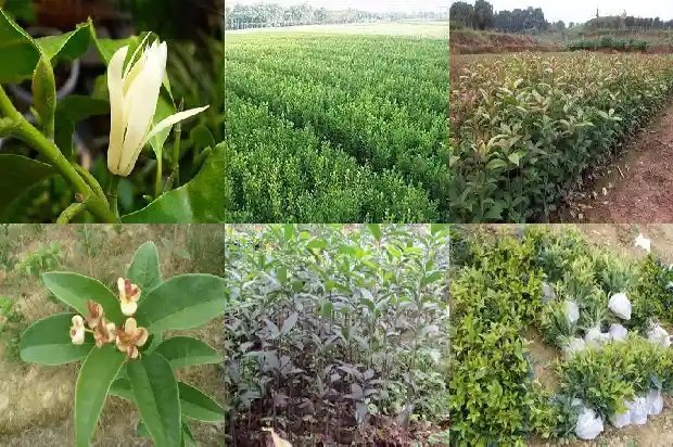 一年开一次桂花的说说心情句子1683681710278