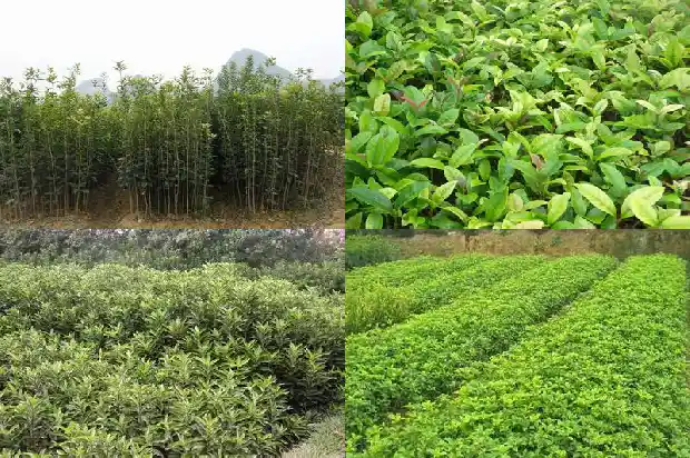 又是一年桂花开的说说句子1683681728326