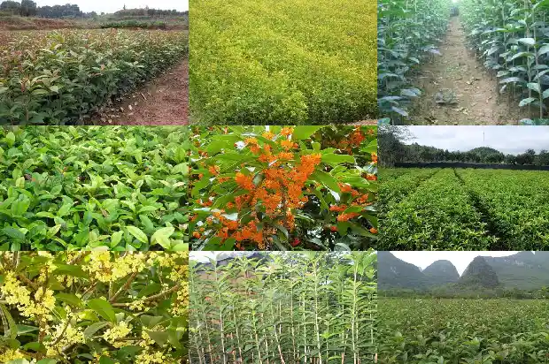 又是一年桂花香说说1683681735916