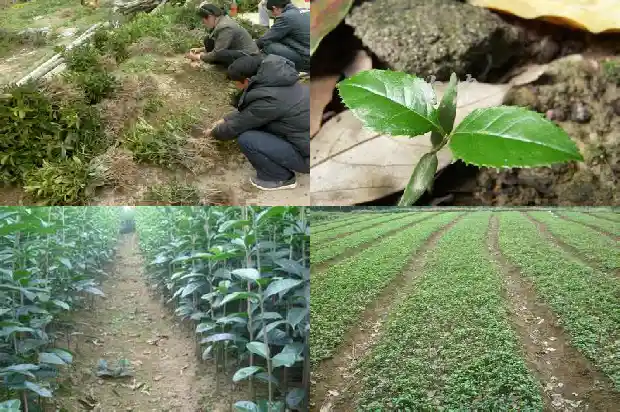 又是一年桂花香说说1683681735964