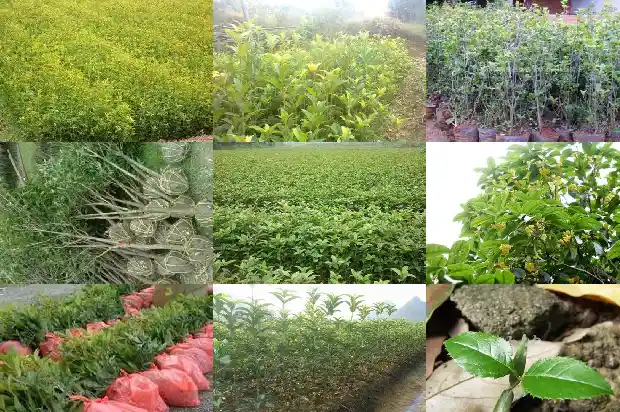又是一年桂花飘香时节说说1683681745677