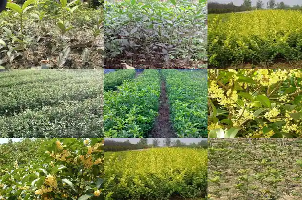 又是一年桂花飘香时节说说1683681745724