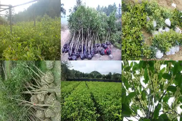 又是一年桂花飘香时节说说1683681745771