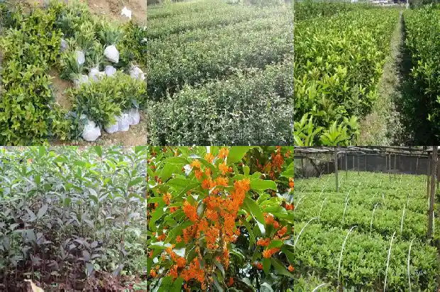 自己种的桂花开花的心情说说1683681772917