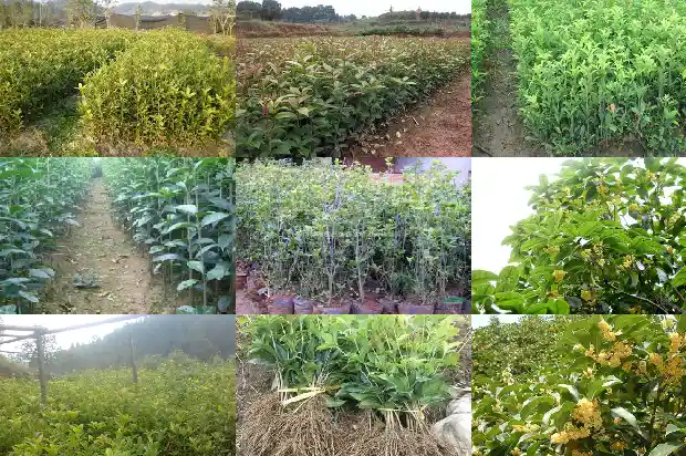 自己种的桂花开花的心情说说1683681772965