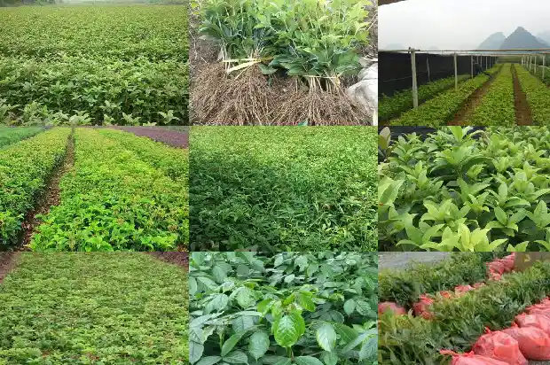 桂花开了的句子1683681784892