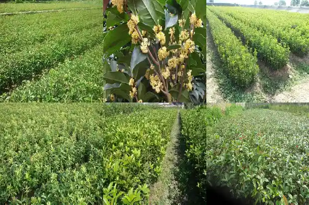 桂花怎么保存香味持久一些1689466675124