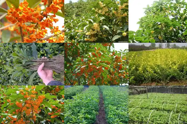 桂花开花的说说1683681796676