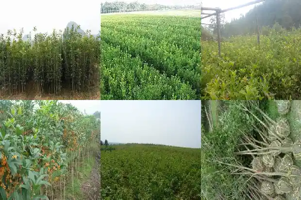 桂花开花的说说1683681796770