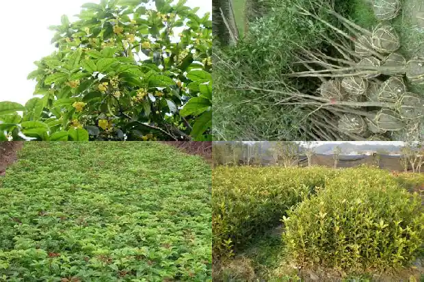 桂花香的句子说说1683681804299