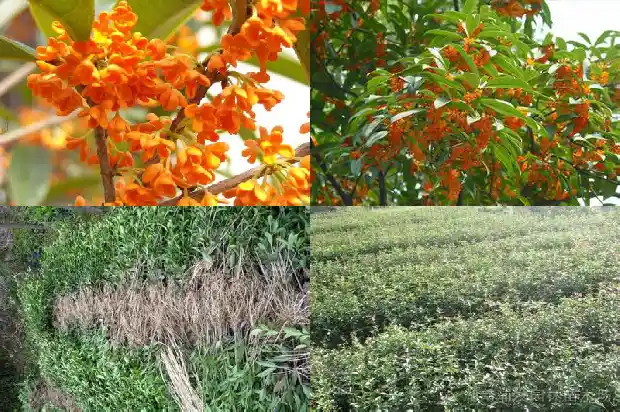 十月桂花开的说说1683681811746