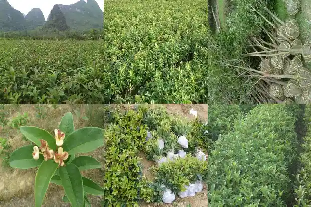 八月桂花开的句子1683681819221