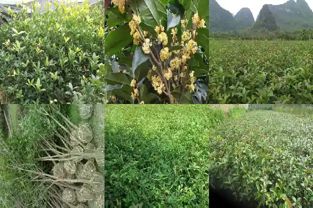 八月桂花的说说短语1683681828860