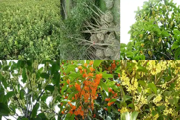八月桂花的说说短语1683681828908