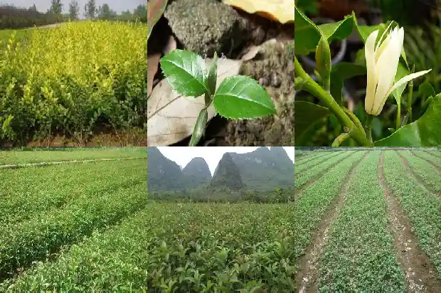 桂花树最高可达多少米1690331596958
