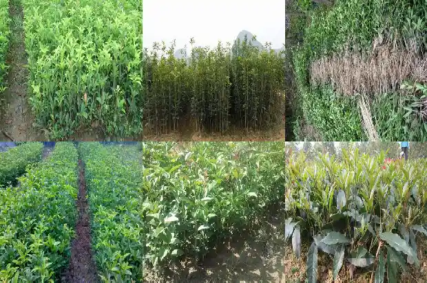 一年只开一次的桂花品种叫什么1683681836698