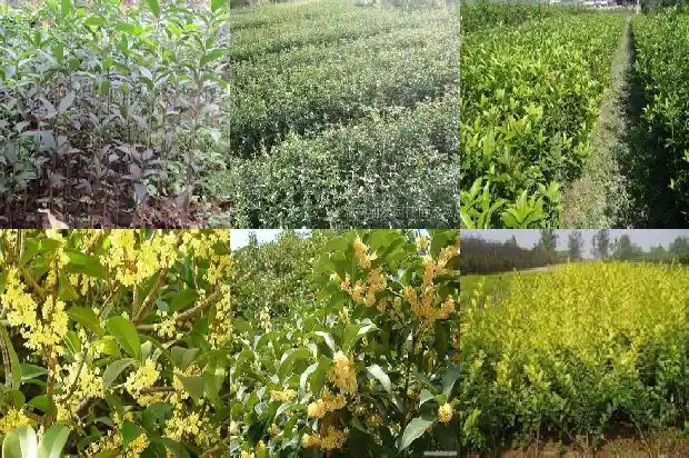 一年只开一次的桂花品种叫什么1683681836746
