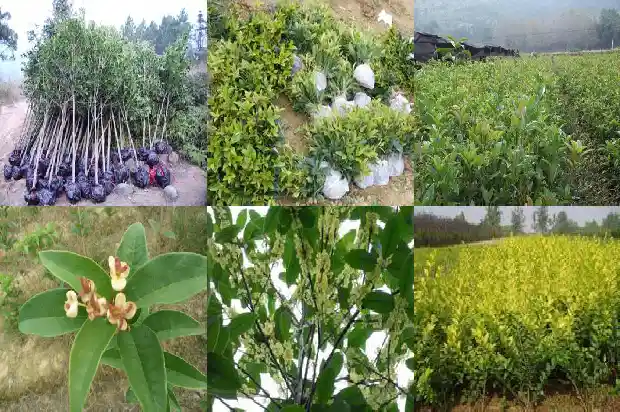一年只开一次的桂花叫什么品种1683681848777