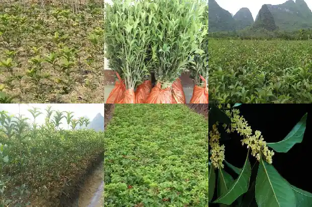 一年只开一次的桂花叫什么品种1683681848921