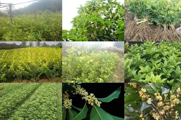 一月份开的桂花1683681856331