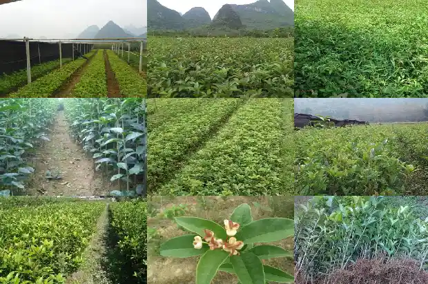一月份开的桂花1683681856379