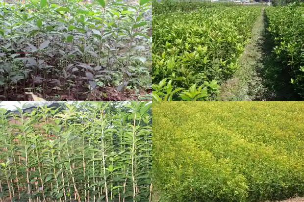 桂花一年开两次好不好1683681875866