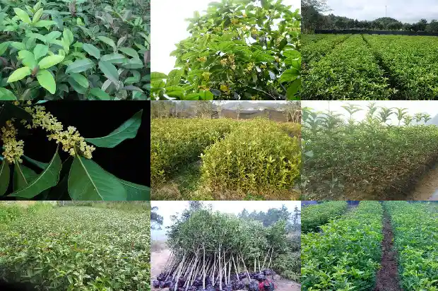 桂花一年开两次好不好1683681875914