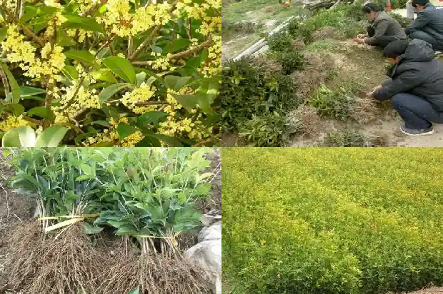 什么桂花一年开四次呢1683681885730