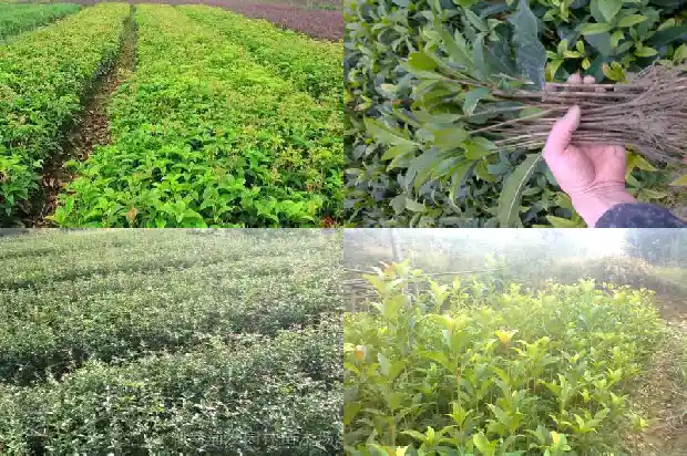 桂花是不是一年开两次花呢1683681897462
