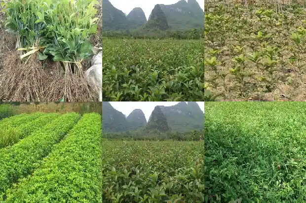 桂花树最新价格走势1689726506360