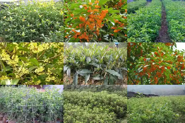 桂花是不是一年开两次花呢1683681897558