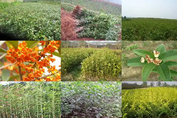 桂花开两次吗1683681909434