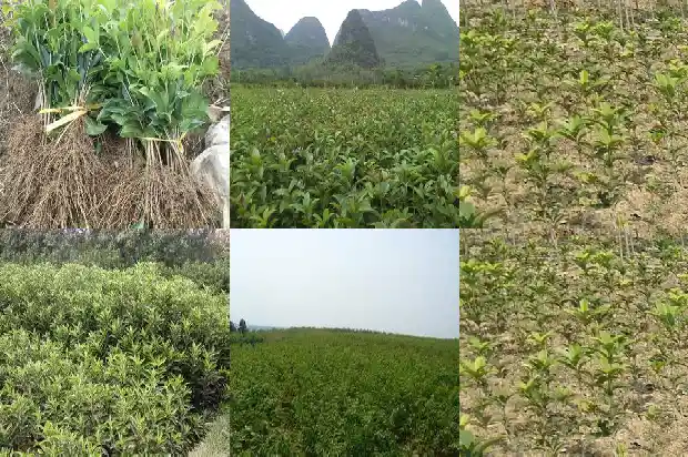 桂花开两次吗1683681909529