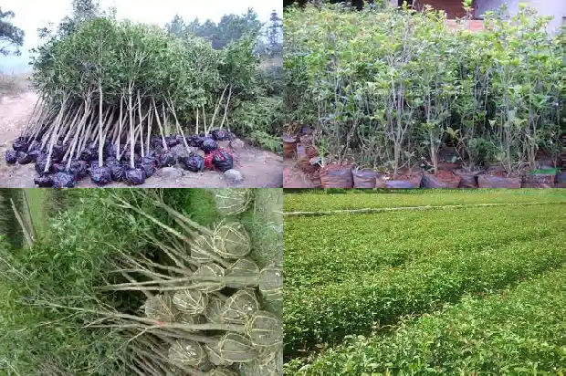 桂花一年开两次吗?1683681917063