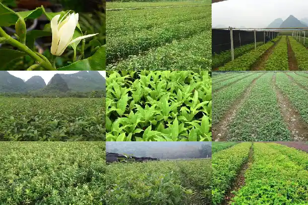 桂花一年开两次吗?1683681917110