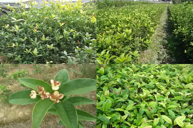 桂花每年开两次吗1683681926582