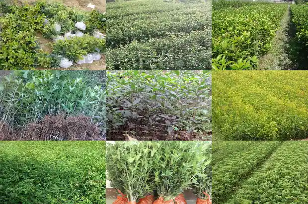 桂花每年开两次吗1683681926630
