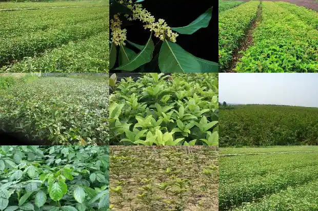 桂花每年开两次吗1683681926678